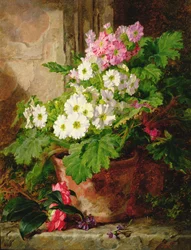 Still Life of Primulas